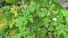 Momordica charantia image