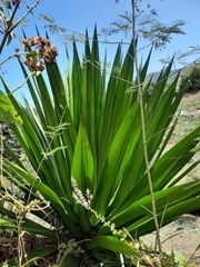 Furcraea tuberosa