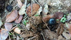 Scarabaeus laticollis