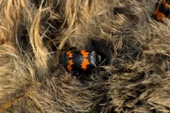 Nicrophorus mexicanus