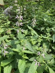 Stachys geobombycis