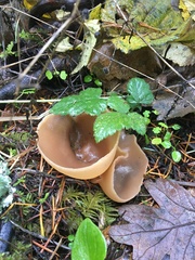 Peziza silvestris