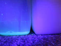 Pseudomonas