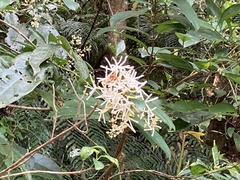 Anodendron benthamianum