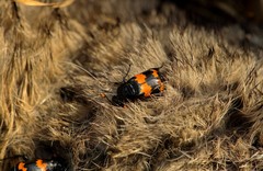 Nicrophorus mexicanus