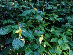Balsaminaceae