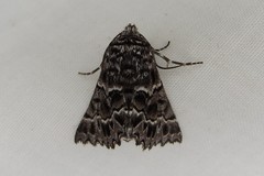 Dinophalus macrophyes