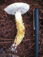 Austroboletus subflavidus image