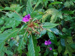 Balsaminaceae