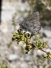 Callophrys fotis