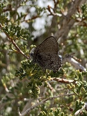 Callophrys fotis