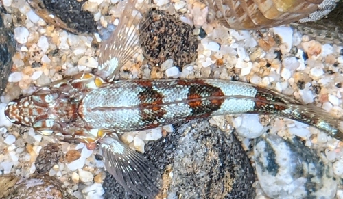 Glossy blenny (Malacoctenus zonifer) — Labrisomidae — 3