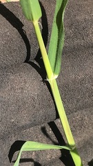 Hordeum murinum leporinum