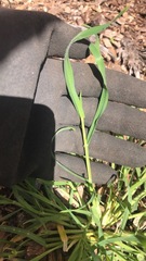 Hordeum murinum leporinum