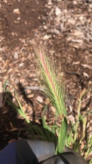 Hordeum murinum leporinum