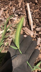 Hordeum murinum leporinum