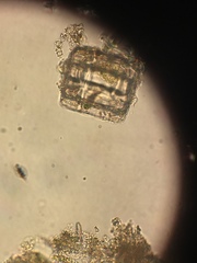 Thalassiosirales