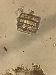 Thalassiosirales