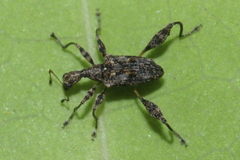 Stephanorhynchus lawsoni