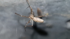 Tetragnatha