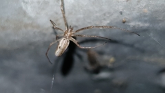 Tetragnatha