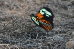 Heliconius erato amazona