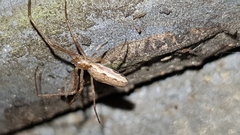 Tetragnatha