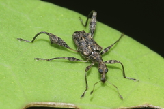 Stephanorhynchus lawsoni