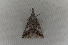 Phrixocomes ptilomacra