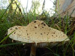 Saproamanita nauseosa