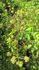 Pisonia aculeata