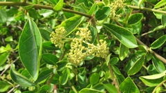 Pisonia aculeata