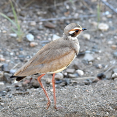 Rhinoptilus chalcopterus