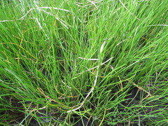 Juncus gerardi