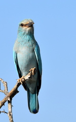 Coracias garrulus garrulus