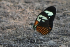 Heliconius erato amazona