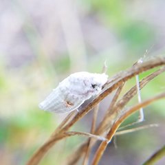 Crypticerya genistae