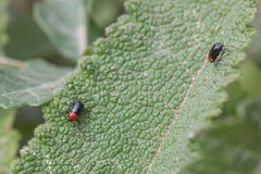 Cryptocephalus sanguinicollis