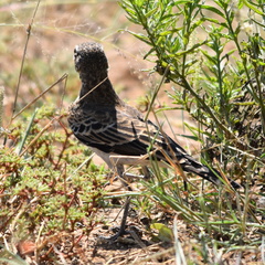 Pinarocorys nigricans