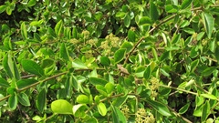 Pisonia aculeata