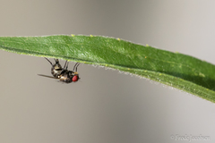 Nemorimyza posticata