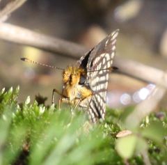 Metisella willemi
