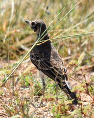 Pinarocorys nigricans