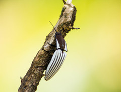 Chalcolepidius validus