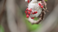 Dysdercus suturellus