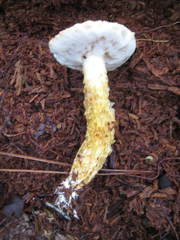 Austroboletus subflavidus image