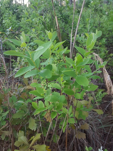Gaylussacia frondosa image