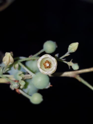 Gaylussacia frondosa image
