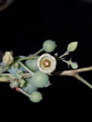 Image of Gaylussacia frondosa
