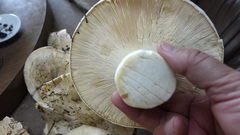 Catathelasma ventricosum